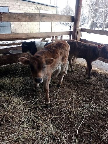 Коровы, быки: Продаю | Бык (самец) | Для разведения | Племенные — 2