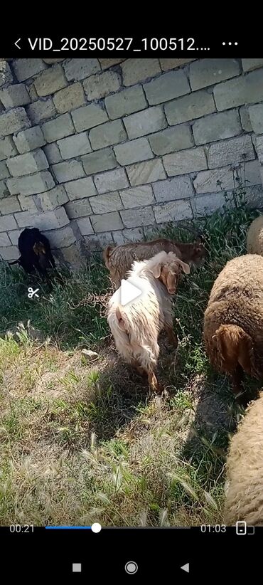 qoyun satşı: Dişi, il: 1, 30 kq