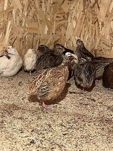Другие с/х животные: Перепела разных окрасов для домашнего хозяйства Перепелки живые: 2х — 7