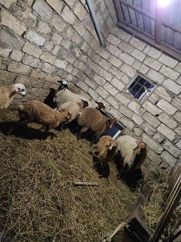 рынок животных в баку: Salam Heyvanlar saglam ve kokdular Yalniz heyetde qilluq edilir Cole