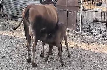 bala qoyun: Bu duye 1 ci qarin dogub balasi disidi südüde 5-6litr olur anqus erkek — 1