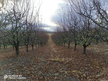 popravka kofera novi beograd: Rezači orezujem vocnjake i vinograde. Grupa ili pojedinac _