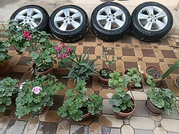 мотор на мопед: Колеса в сборе 245 / 55 / R 17, Зима, Комплект, Легковые, Литые, отверстий - 5
