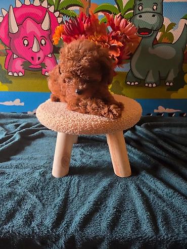 poodle mini: Pudel — 4