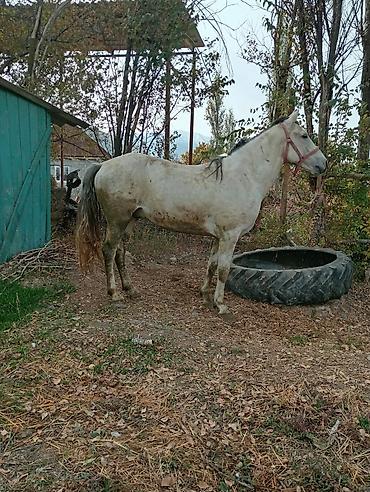 Лошади, кони: Продаю | Жеребец — 6