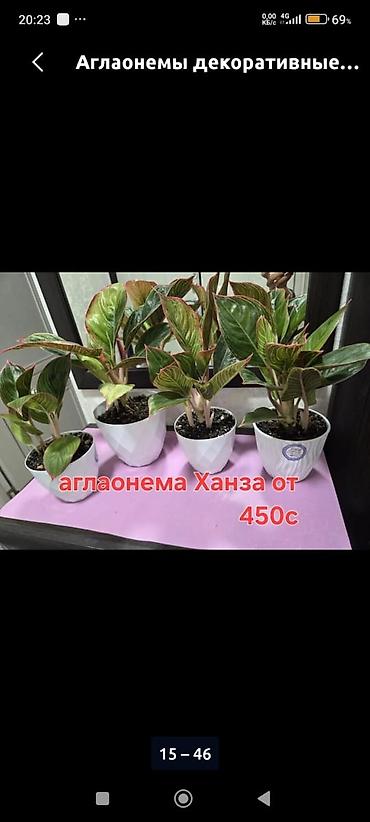 ред: Комнатные растения и композиты в горшках. Отличный подарок для Вас и — 6
