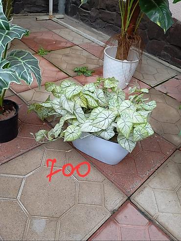 Декоративные цветы: Декоративные искусственные растения в кашпо 
горшки в комплекте — 7