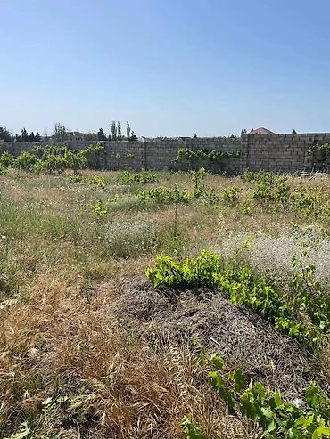 Torpaq: 12 sot, Tikinti, Mülkiyyətçi, Kupça (Çıxarış) — 10