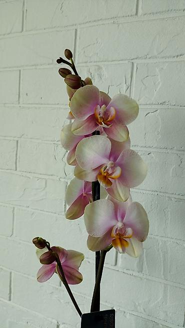 Орхидеи: Большой выбор сортовых орхидей. высота растений 70 см — 9