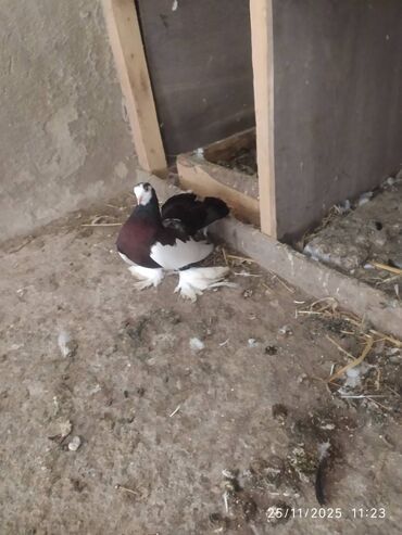 Göyərçinlər: Tam sağlam quşlardır — 2