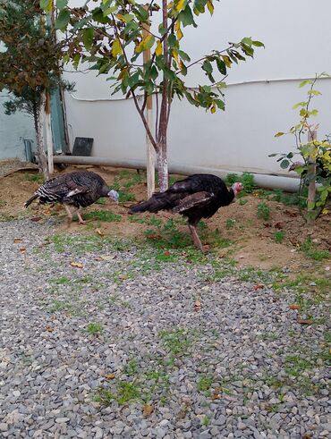 Cücələr: Hinduşka cücələri, Damazlıq — 36