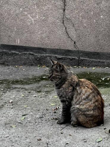 Отдам даром кошку: Кошка даром: Беспородная, Девочка — 4