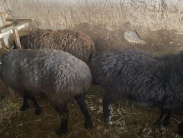 Баран, овца: Продаю | Ягненок, Баран (самец) | Полукровка | На забой, Для разведения, Для шерсти | Осеменитель, Ярка at lalafo.kg — 2 Баран, овца: Продаю | Ягненок, Баран (самец) | Полукровка | На забой, Для разведения, Для шерсти | Осеменитель, Ярка — 2