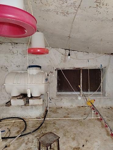 mini traktorler satışı: Broylər/quşçuluq ferması üçün avadanlıq komplekti. Təsərrüfat üçün — 7