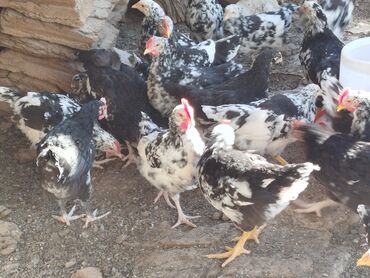 вещи для животных: Цыплята Астролоп черный пестр продаю только петухи