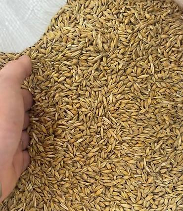 бак для воды: Arpa satılır Arpa satılır . Təmiz və keyfiyyətli Ünvan: Hacıqabul — 1