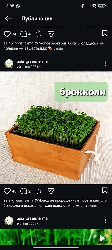 Микрозелень: Микрозелень и молодые травы в кассетах - Ассортимент: микрозелень — 15