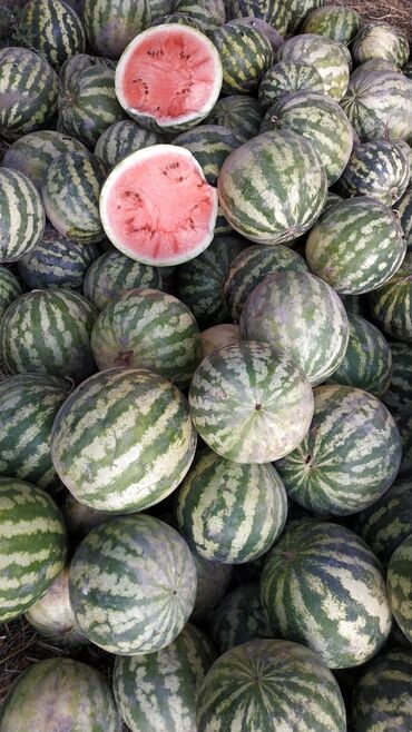 корм для цыплят: Продается арбуз 🍉 на скот, кг 2.5 тыйын с доставкой