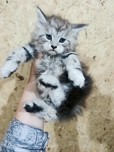 мейн кун котята купить: Котята мейн-кун!!!❤️❤️💙 Истинная красота рождается там, где природа — 7