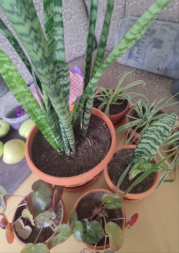 Хлорофитумы: Продаю комнатные цветы Сансевиерия-250сом (тещин язык ) Хлорофитум — 6