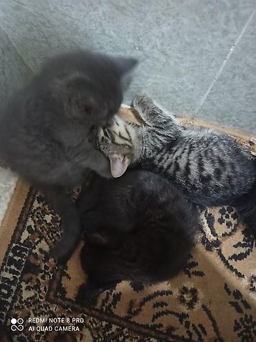 котики в оше: Отдам даром котят в хорошие руки — 5
