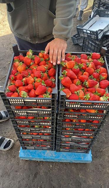 Ящики: Пластиковый Ящик — 1