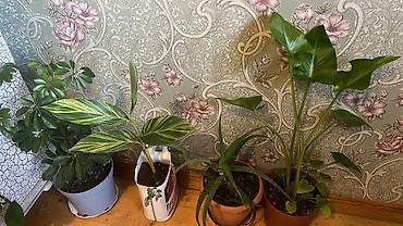 Otaq bitkiləri: Her cure guler var veregliyin baxin ancag xanimlara satiş olur Gencedi — 37