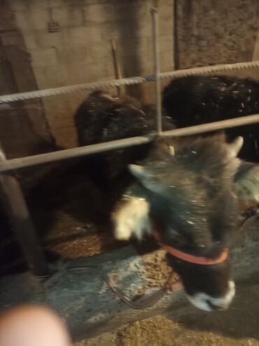 Коровы, быки: Продаю | Музоо, торпок | На откорм | Привязанные — 7