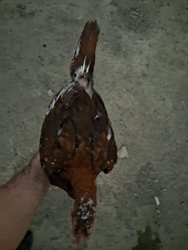 sort toyuq: Toyuq, Damazlıq — 1