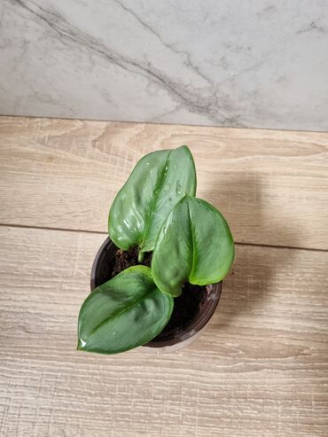 Филодендроны: Сциндапсусы,сансевиерии ва,алоказия,бегония макулата монстера — 8