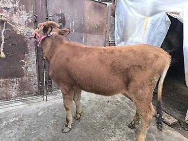 Коровы, быки: Продаю | Тёлка | Для разведения | Привязанные — 11