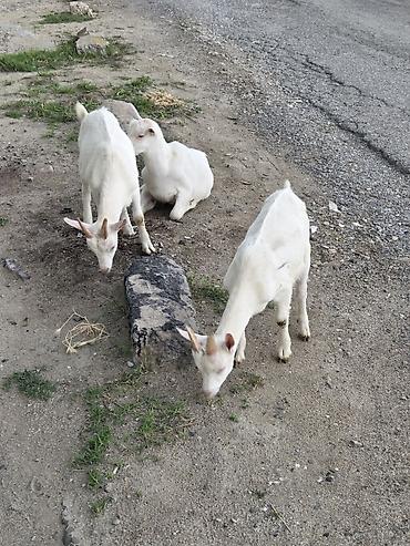 labrador satilir: Erkək, il: 3, Südlük, Ünvandan götürmə — 6