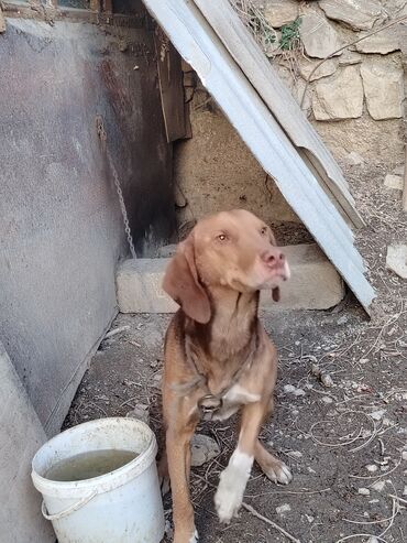 İtlər: Ruski konçil ov tulası — 4