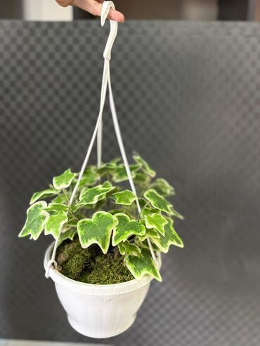 Otaq bitkiləri: Asma saksıda dekorativ yaşıl bitki - Ağ rəngli asma plastik saksı -da lalafo.az — 27 Otaq bitkiləri: Asma saksıda dekorativ yaşıl bitki - Ağ rəngli asma plastik saksı — 27