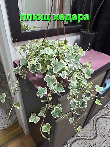 Монстеры: Монстера делициоза (Monstera deliciosa) в горшке - Эффектное — 27