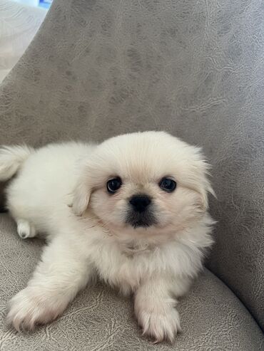клетка для хомяка: Pekines, 2 ay, Erkek, Rayonlara çatdırılma, Ünvandan götürmə, Pulsuz çatdırılma