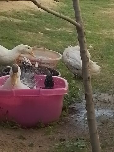 Ördəklər: Ev şəraitində bəslənən ördəklər - Növ: məişət üçün saxlanılan — 11