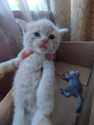 Кошки: Шотландская вислоухая — 7
