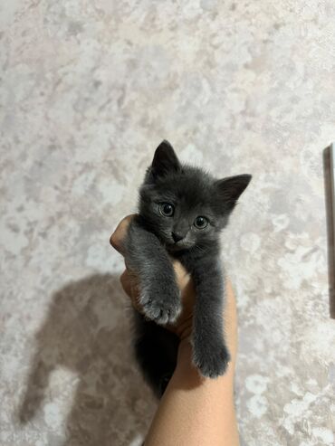 Коты: Отдаю в самые добрые и ответственные руки котёнка 🙏🏻 девочка 1,5 мес