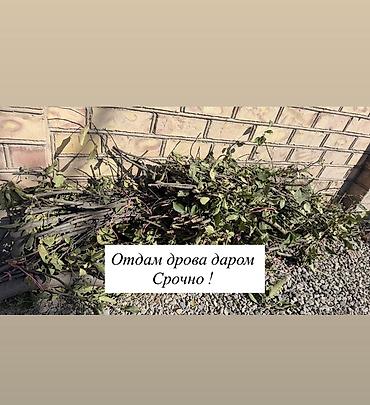 фруктовые дрова: Дрова Фруктовая древесина — 1