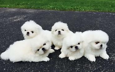 Pekines, 2 ay lalafo.az -da Pekines, 2 ay
