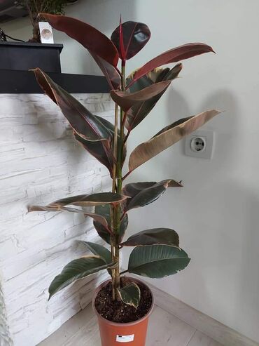 Fikus: FIKUS RUBY 110 CM