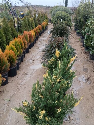 Torf: Gul cicek agaclar qazonlasrlma torf gubresi,perlit,torpaq,peyin — 8