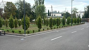 agac gulleri: Limoni şam ahacları dəyişdirilir İstəyən olsa sitrus agac növləri ilə — 2