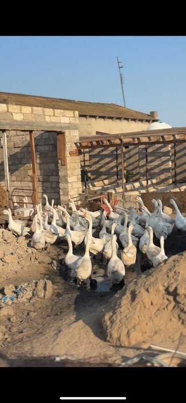 bala pişik şəkilləri: Ağ qaz sürüsü – ətlik və damazlıq üçün Linda ailesi ana suru 47 48