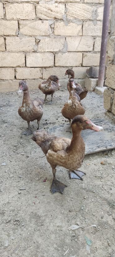 Аквариумы: Salam 3 aylıqdılar tam sağlam damazlıq real alıcı yığsın