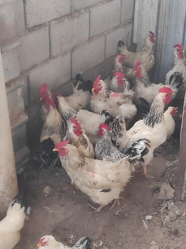 Куры, петухи: Продаю | Куры, Петух — 8