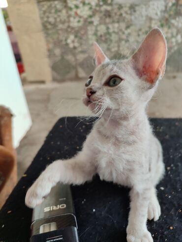 сиамский вислоухий кот: Готова к продаже кошечка - сфинкс . 2 месяца кушает отлично