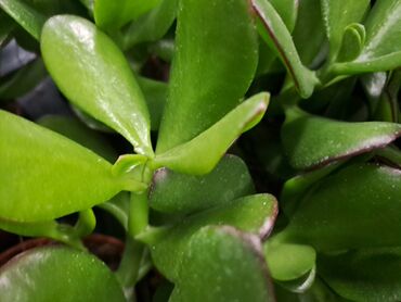 Vaze i saksije: Crassula Ovata, Drvo Novca, velika biljka sa prve, druge i trece je — 3