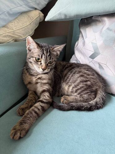 приюты для кошек бишкек: Ургаачы lalafo.kg да приюты для кошек бишкек: Ургаачы